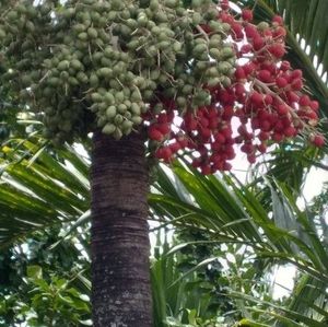 Meet your Posher, Marcos